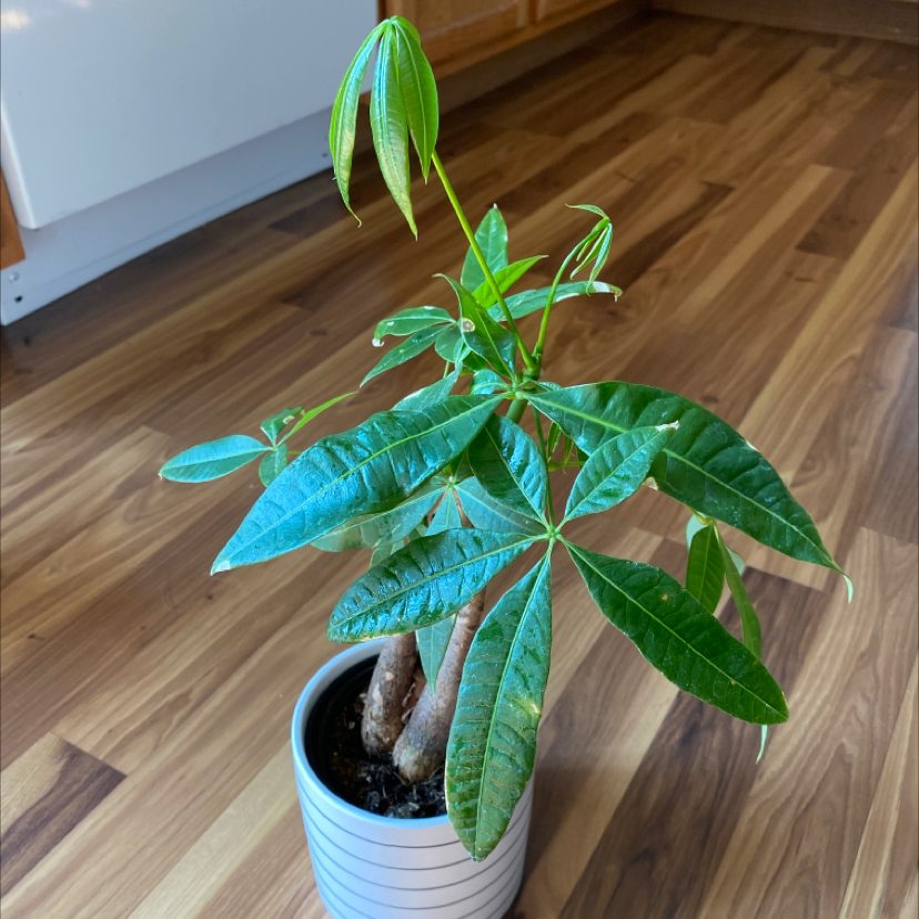 A healthy, thriving Money Tree plant with glossy green leaves in a white ceramic pot, on a wooden floor.