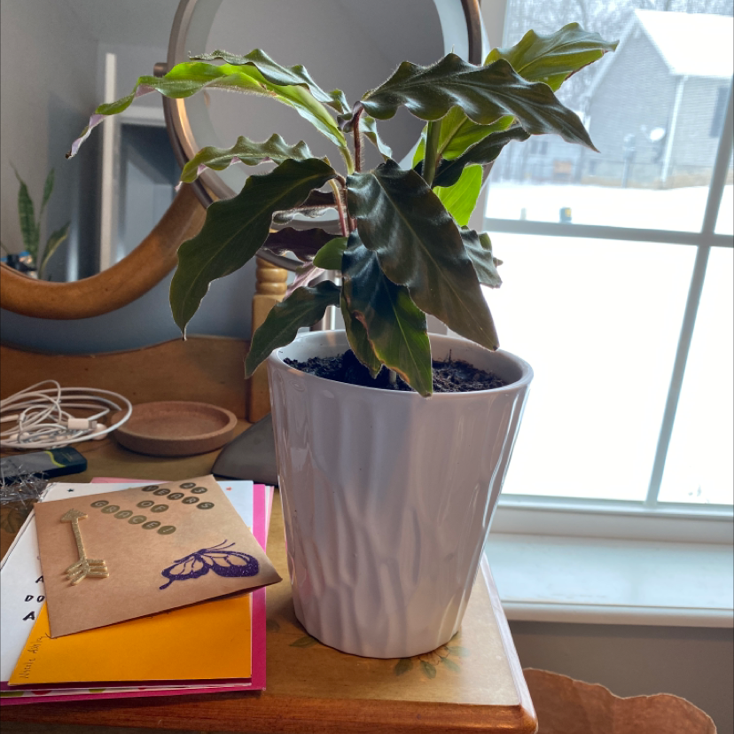 Potted Furry Feather Calathea plant with wavy green leaves and visible soil, placed near a window.