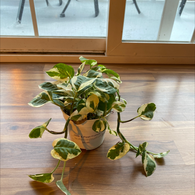 Pearls and Jade Pothos plant in a pot on a wooden floor near a window.