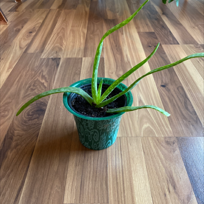 Healthy Aloe vera plant with upright green succulent leaves in a teal patterned pot on a wooden surface.