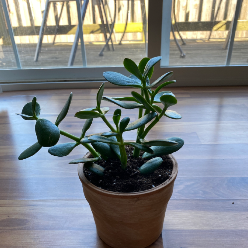 A healthy potted Jade plant with green leaves on a wooden floor near a window.