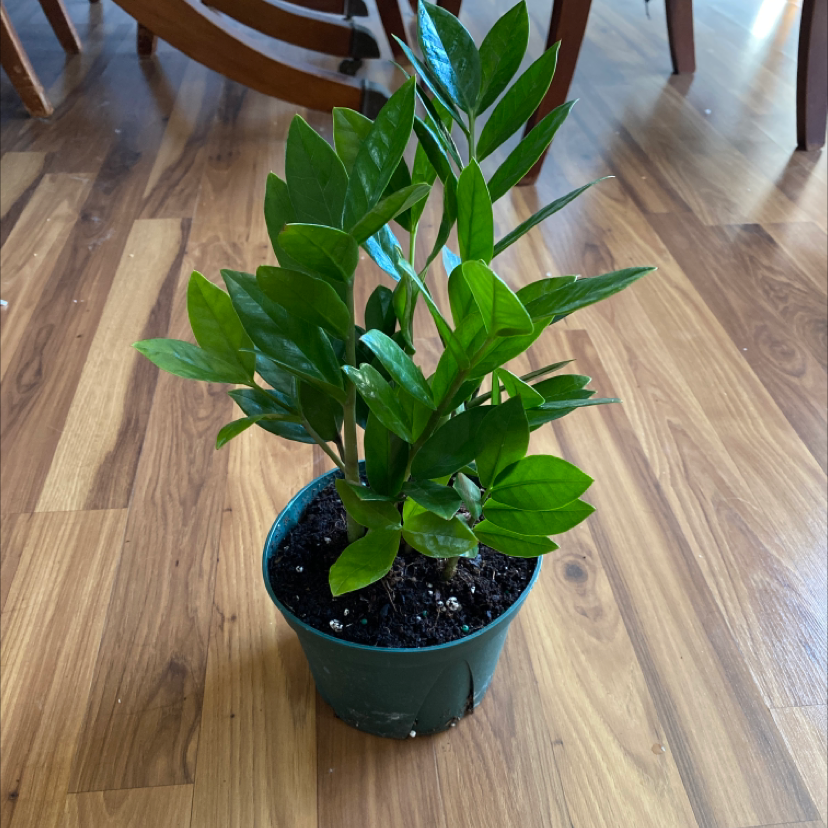 A thriving ZZ plant with glossy dark green leaves in a teal pot, well-framed but slightly out of focus.