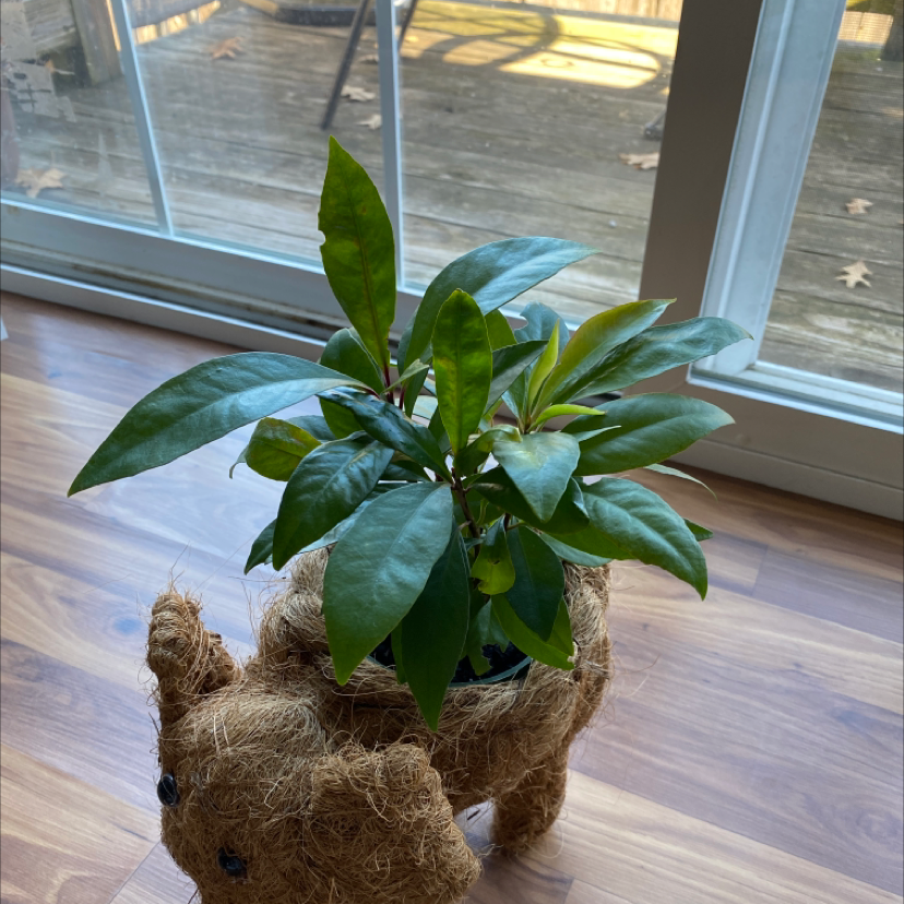 Shoebutton plant in a decorative animal-shaped planter near a window.