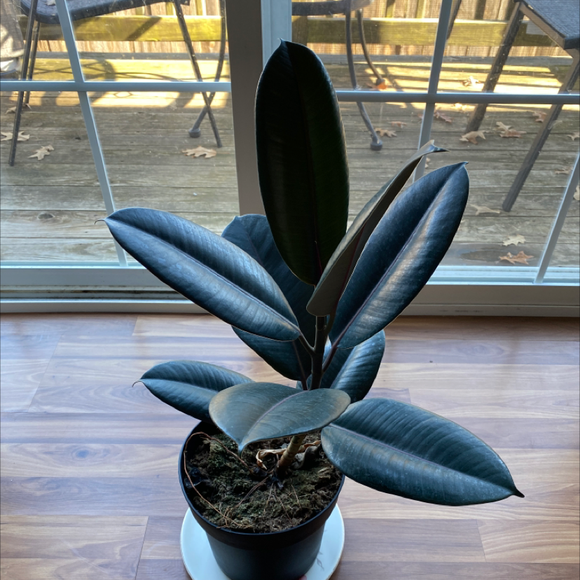 Healthy rubber plant with large, glossy green leaves in a white ceramic pot, placed on a wooden floor near a window.