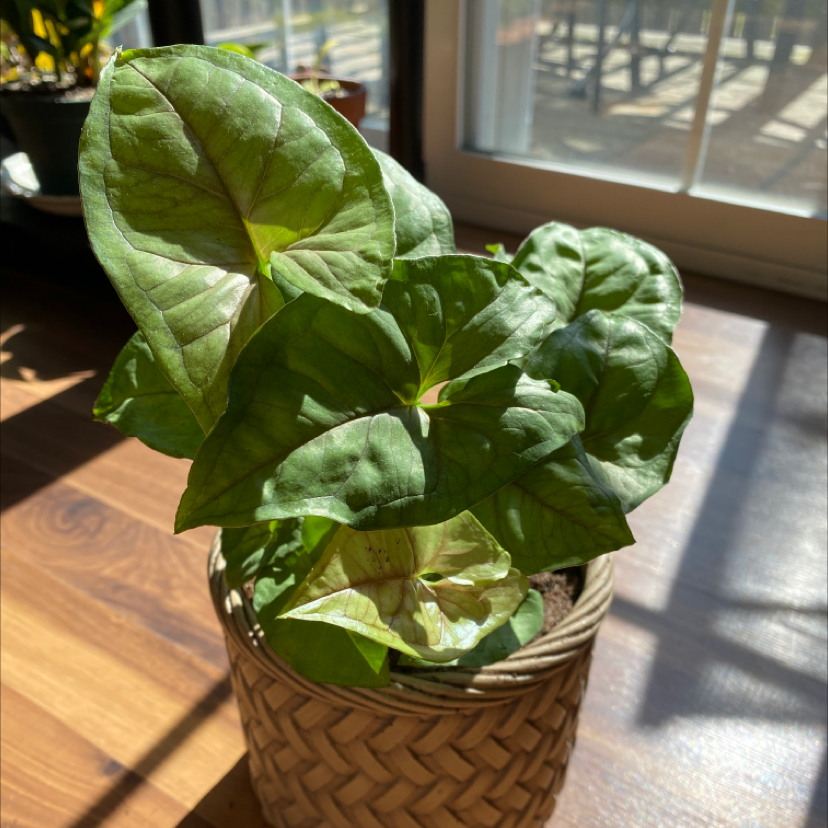 Close-up of a healthy, vibrant green arrowhead plant in a woven basket planter with characteristic pointed leaves.