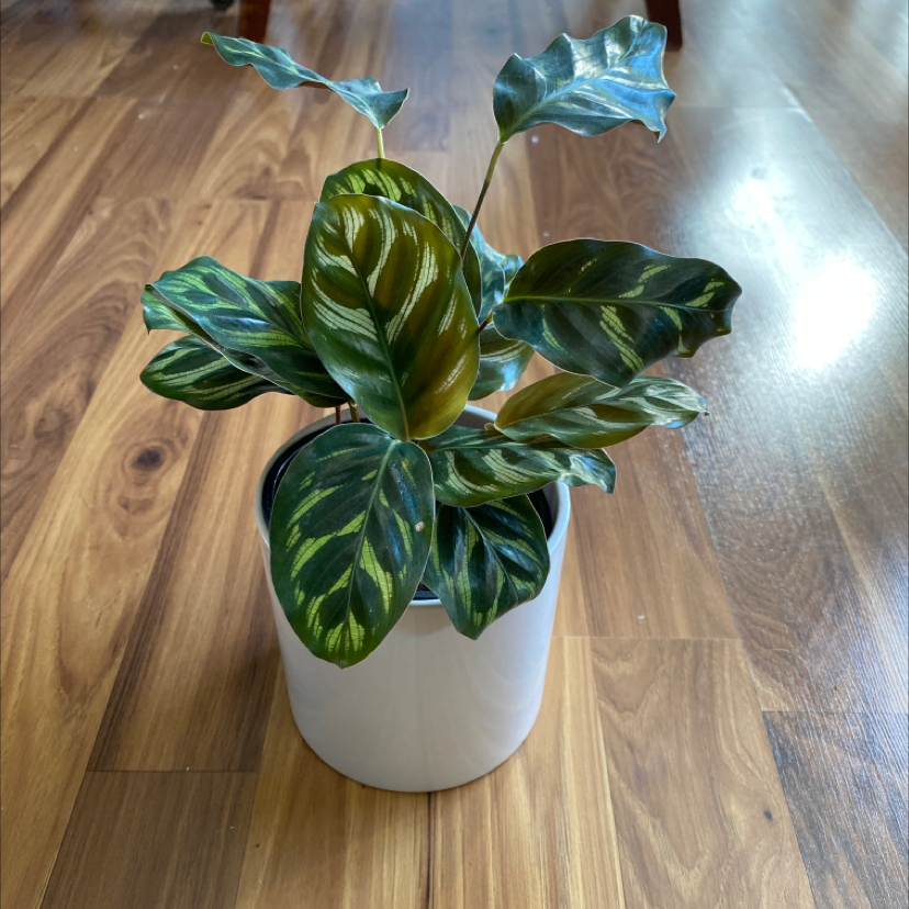 Cathedral Windows plant in a white pot on a wooden floor with vibrant patterned leaves.