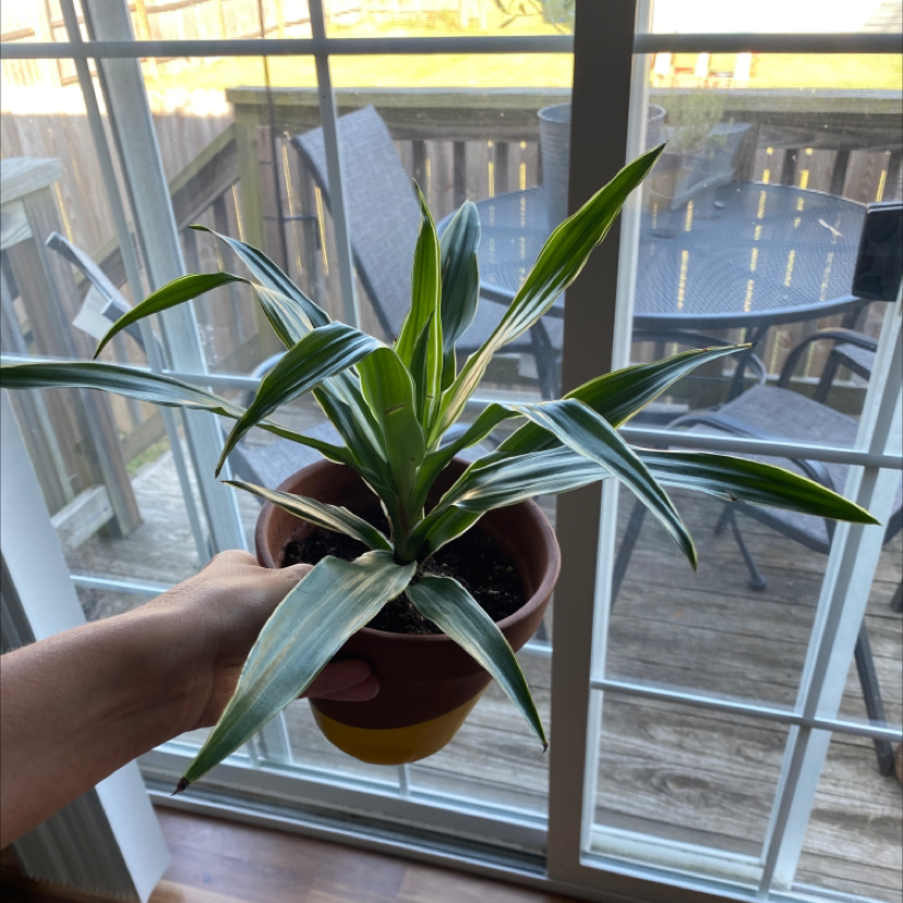 Photo of the plant species Dracaena "Warneckii' by @gracegrows named Warner on Greg, the plant care app