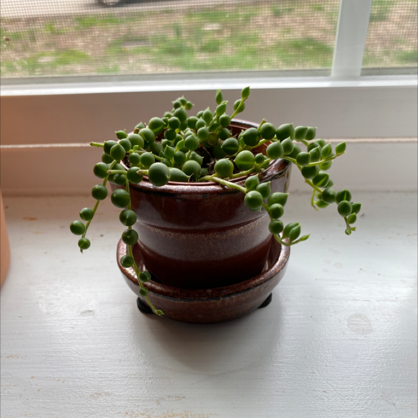 String of Pearls plant in a small pot on a windowsill, appearing healthy with vibrant green leaves.