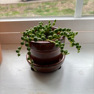 String of Pearls plant in Harrisburg, Illinois