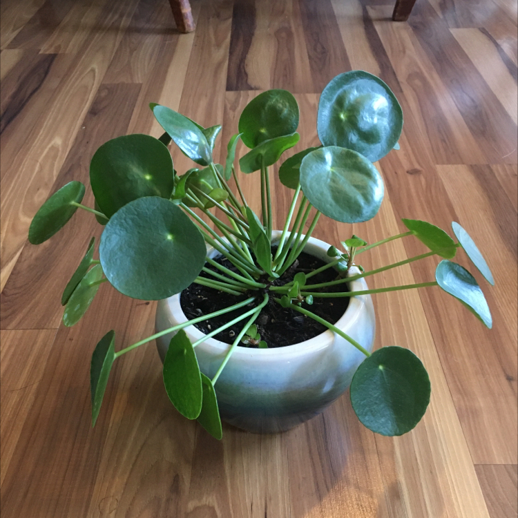 A healthy Chinese Money Plant with round, green leaves in a white pot on a light wood floor.