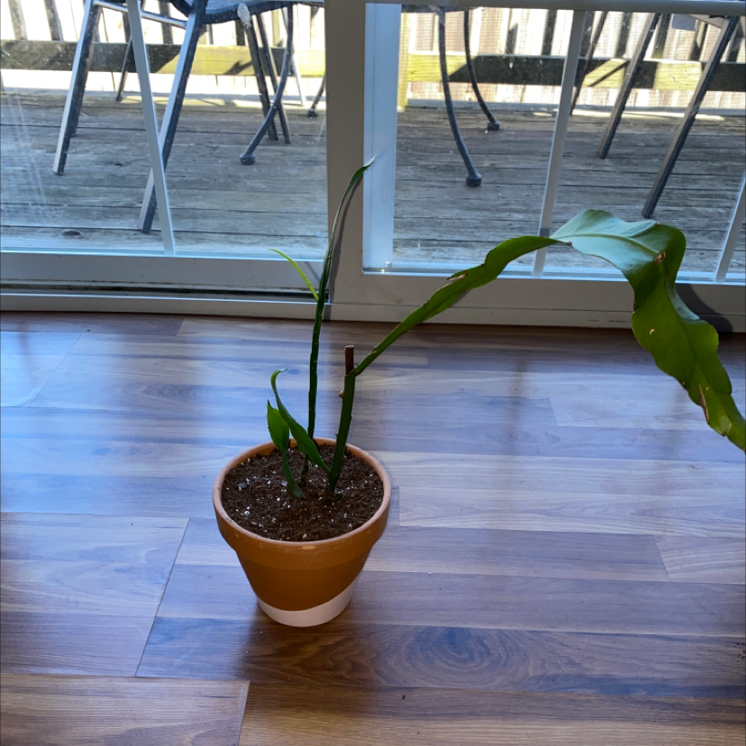 Potted Dutchman's Pipe Cactus indoors with visible soil and long, slender stems.
