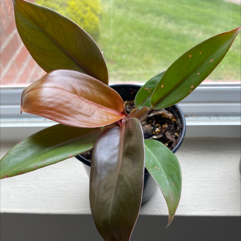 Photo of the plant species Philodendron Prince of Orange by @gracegrows named Charlie on Greg, the plant care app