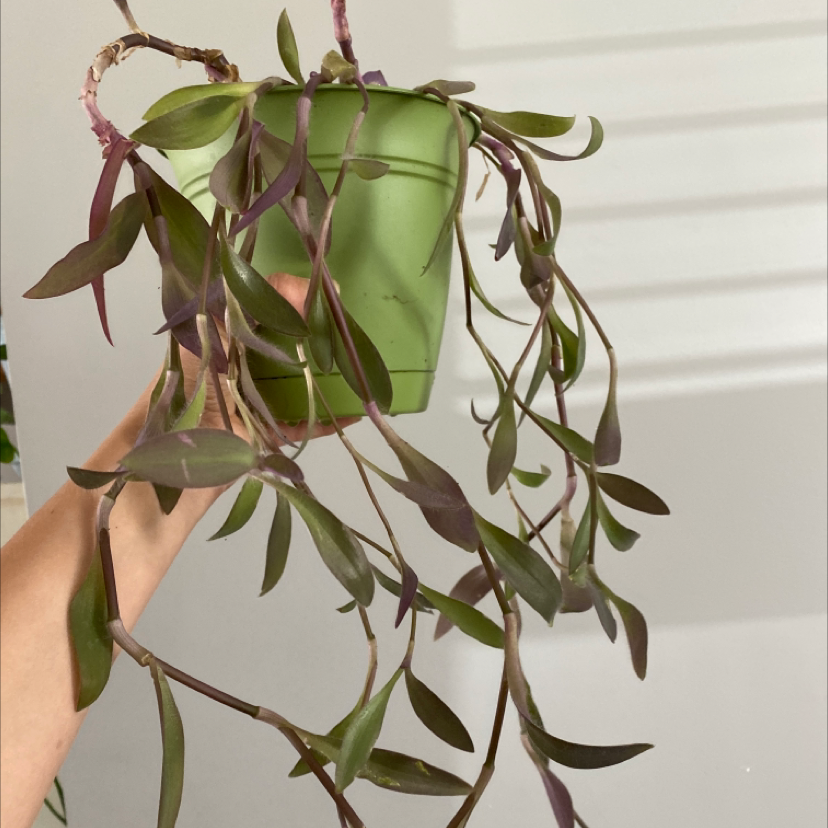 Healthy Purple Heart plant with long trailing stems and vibrant purple and green leaves, in a white hanging basket.