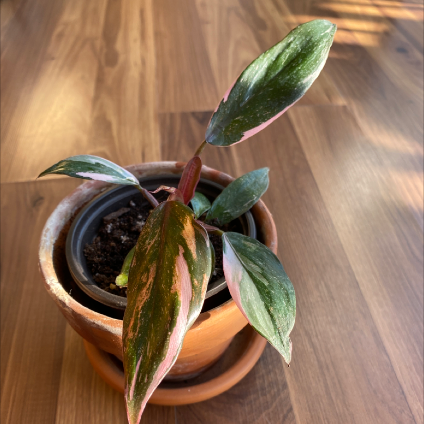 Pink Princess Philodendron in a pot with variegated pink and green leaves.