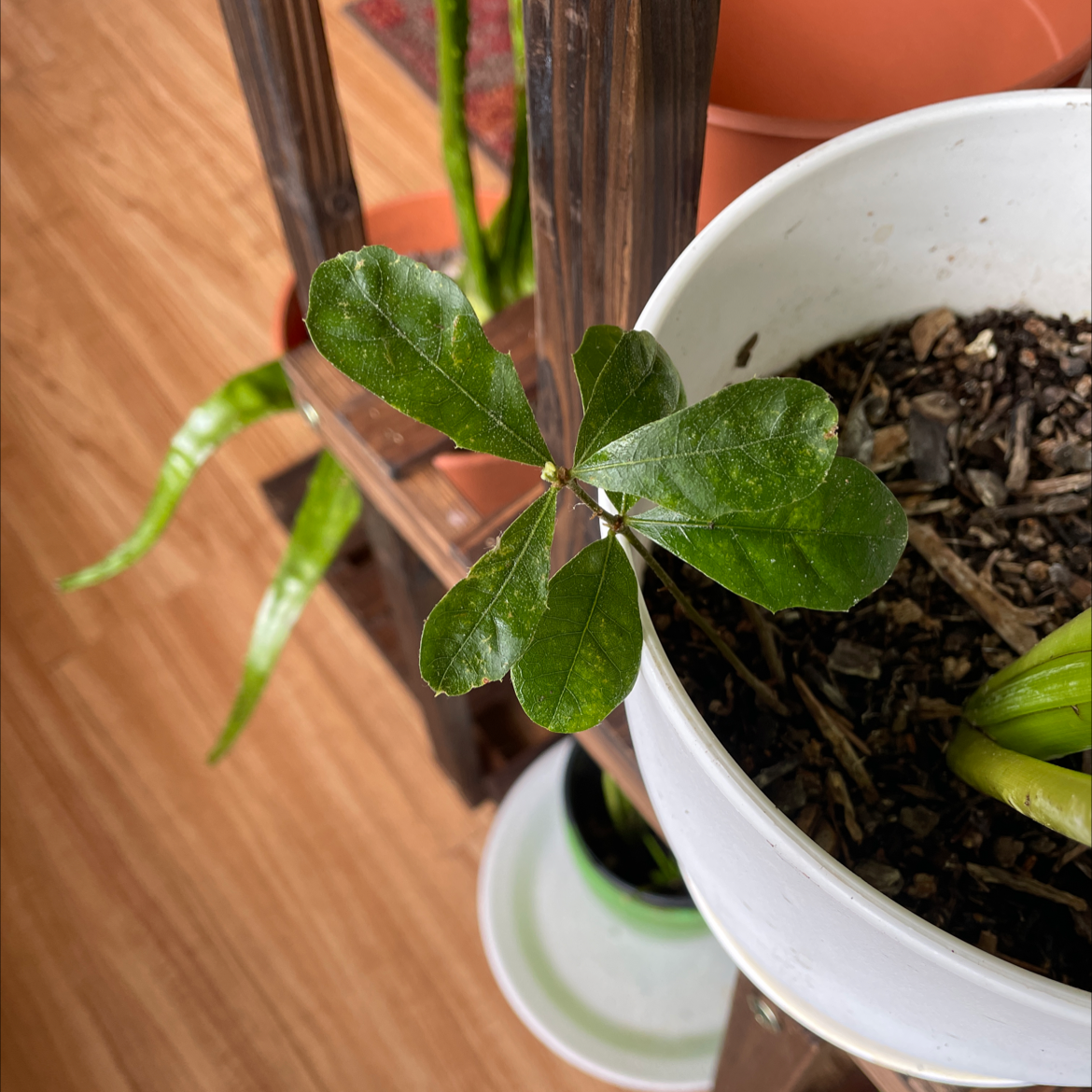 Photo of the plant species Jicaro by Denisha named Miley on Greg, the plant care app