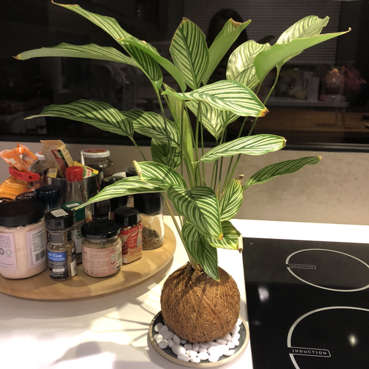Calathea Vittata plant on a kitchen counter, potted in a coconut husk with white pebbles.