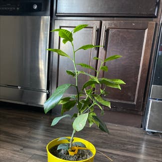Meyer Lemon Tree plant in Murray, Utah