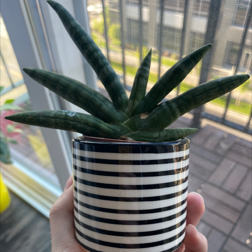 Cylindrical Snake Plant plant photo by @ybrijette named Succ on Greg, the plant care app.