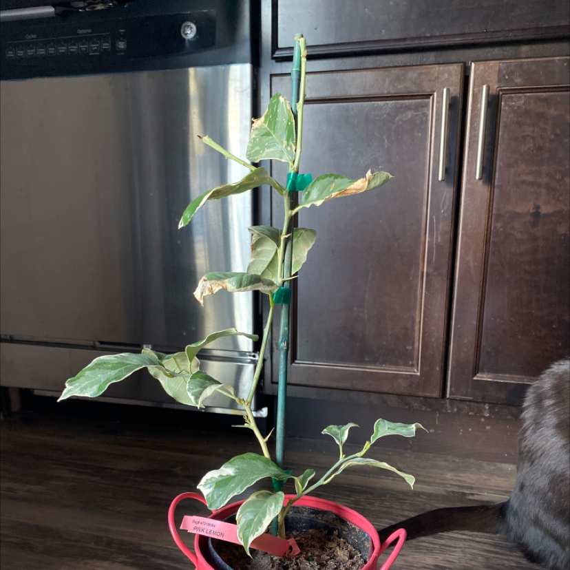 Potted Pink Lemonade Lemon plant with browning leaves, visible soil, and well-framed.