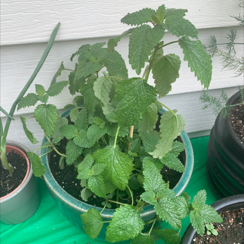 Potted Lemon Balm plant with vibrant green leaves, well-framed and in focus.