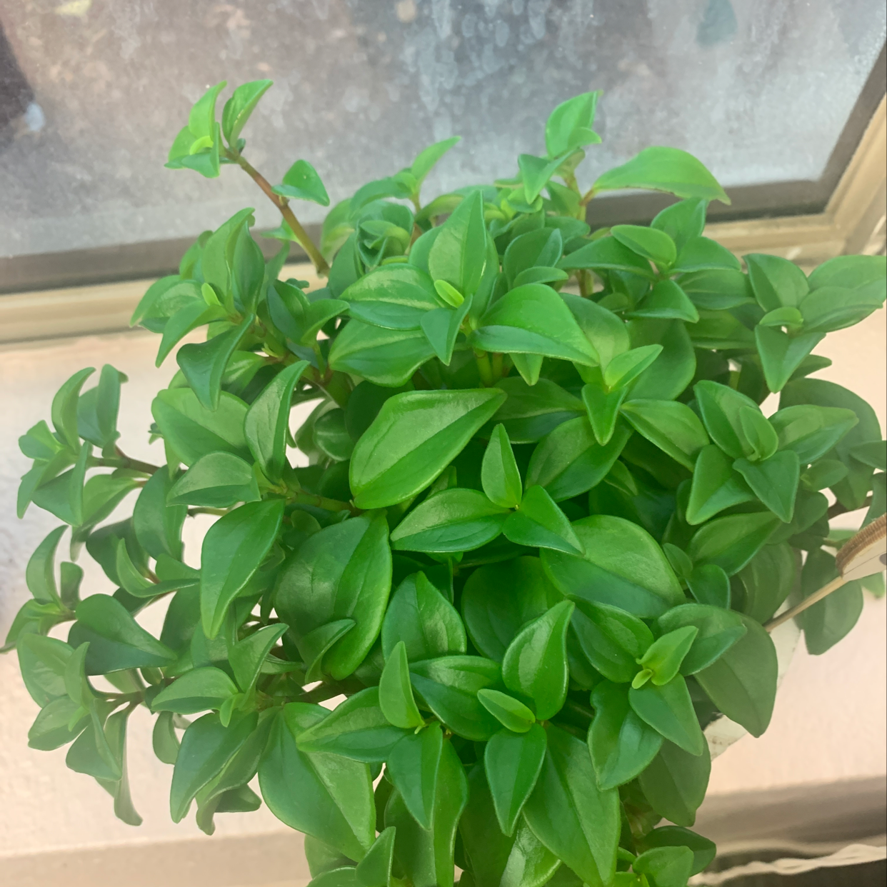Healthy Radiator Plant with vibrant green leaves near a window.