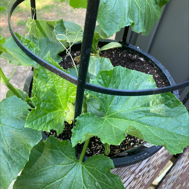 Cucumber plant in a pot with support structure, healthy green leaves, visible soil.