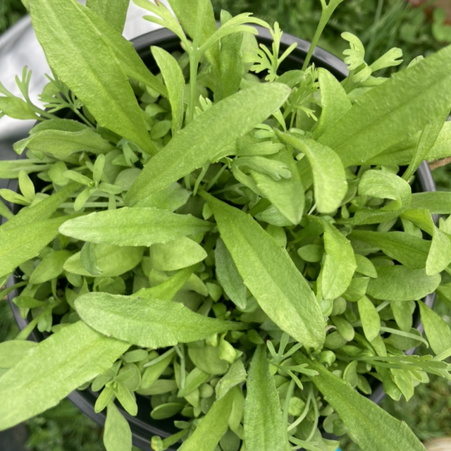 Photo of the plant species Sheep Sorrel by @Sunshinebaby143 named Wildflowers on Greg, the plant care app