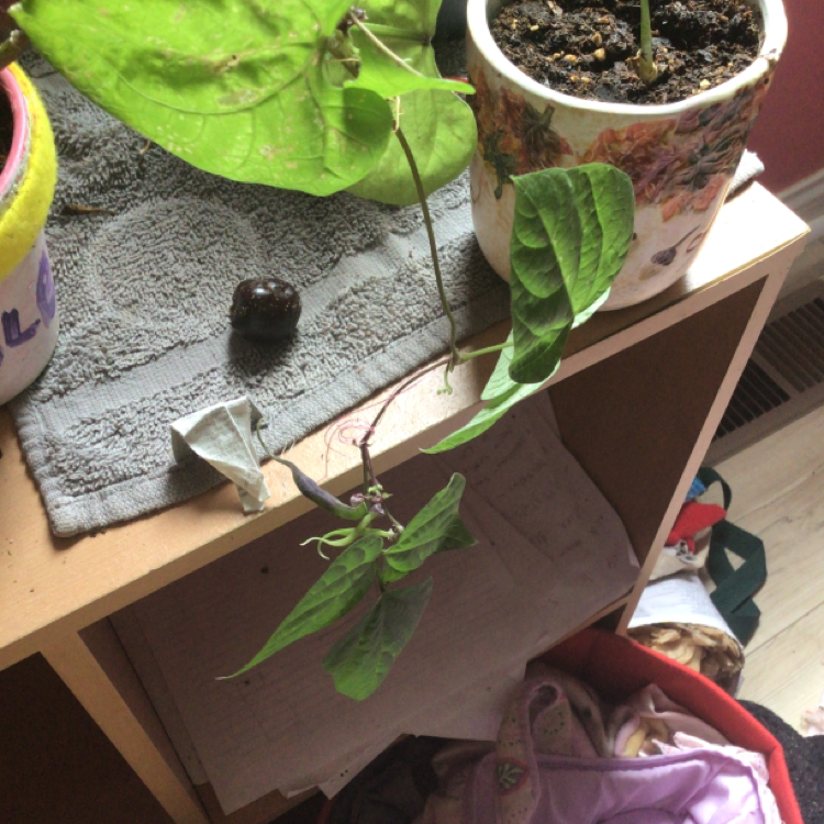 Photo of the plant species Purple Bushbean by Tootles named Violet on Greg, the plant care app