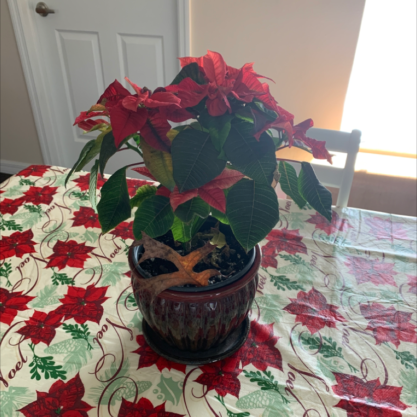 Poinsettia plant in a pot on a festive tablecloth with some browning leaves.