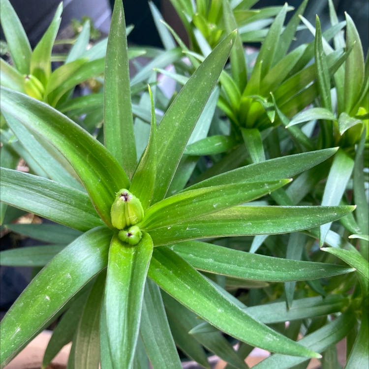 Healthy Orange Lily plant with long, narrow green leaves.