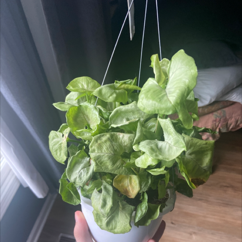 Photo of the plant species Syngonium 'Randy' by Logan named Sproutacus on Greg, the plant care app