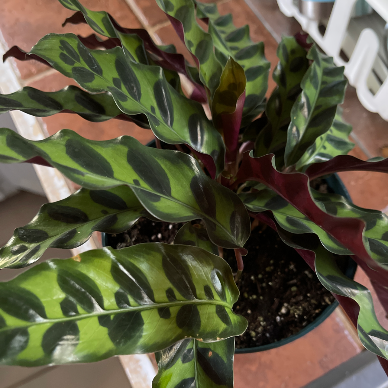 Rattlesnake Plant (Calathea lancifolia) with vibrant wavy leaves and unique patterns.