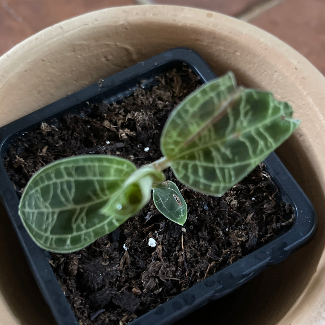 Jewel Orchid in a small pot with distinct veined leaves and visible soil.