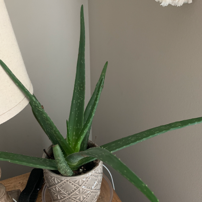 Aloe vera plant photo by Sara named Aloe on Greg, the plant care app.