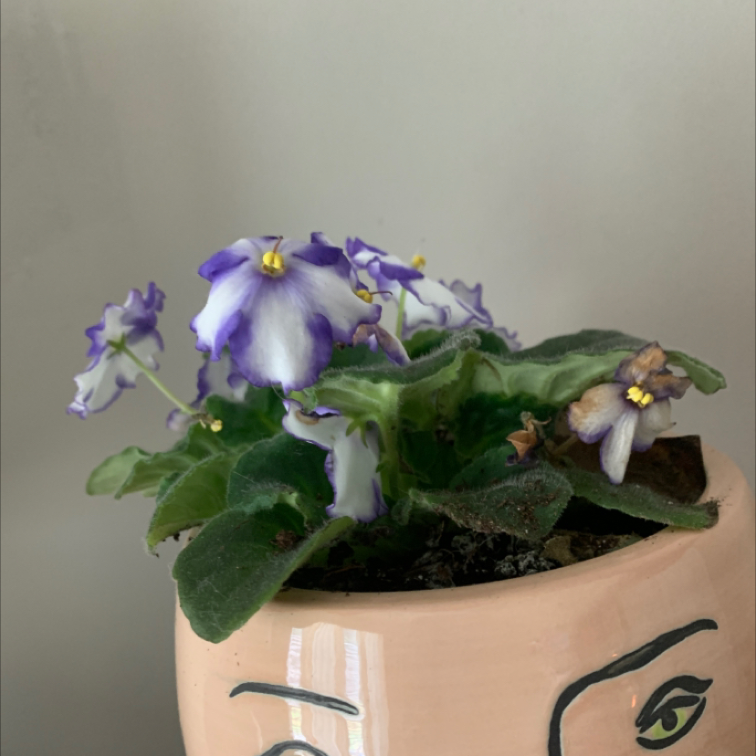 African Violet plant photo by Sara named African Flower on Greg, the plant care app.