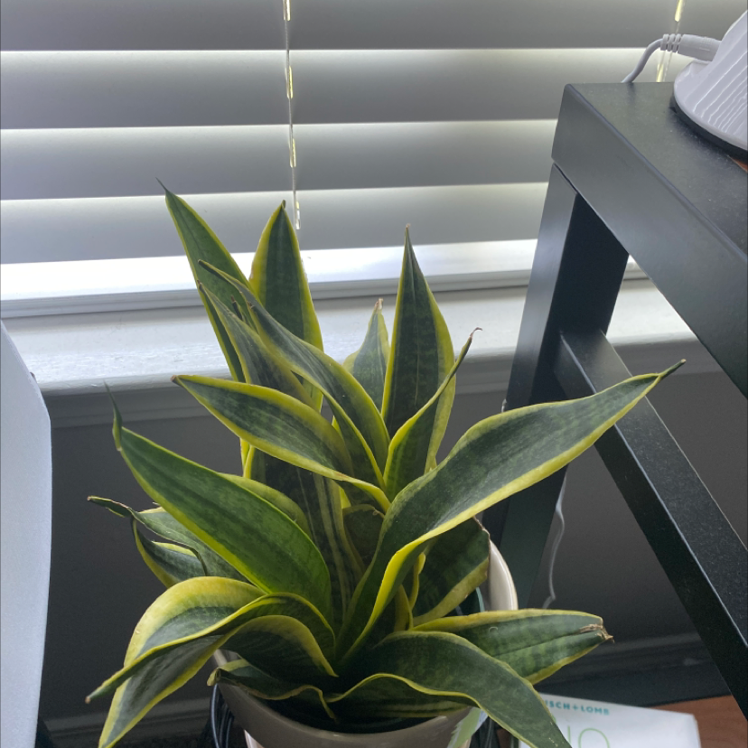 Snake Plant plant photo by @mayacamille named thottie on Greg, the plant care app.
