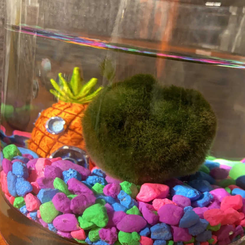 Marimo plant photo by @mayacamille named ferguson on Greg, the plant care app.