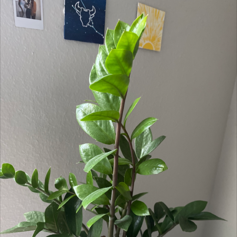 Zamioculcas Zamiifolia plant photo by @mayacamille named harriet on Greg, the plant care app.