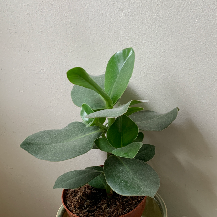 A healthy Autograph Tree in a pot with broad green leaves against a plain background.