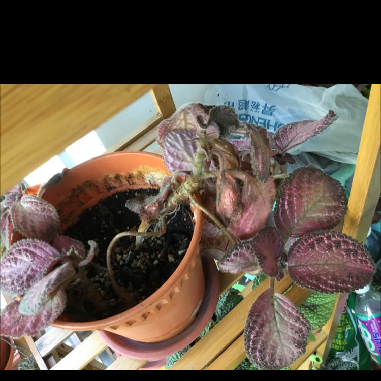 Photo of the plant species Acajou by Max named Your plant on Greg, the plant care app