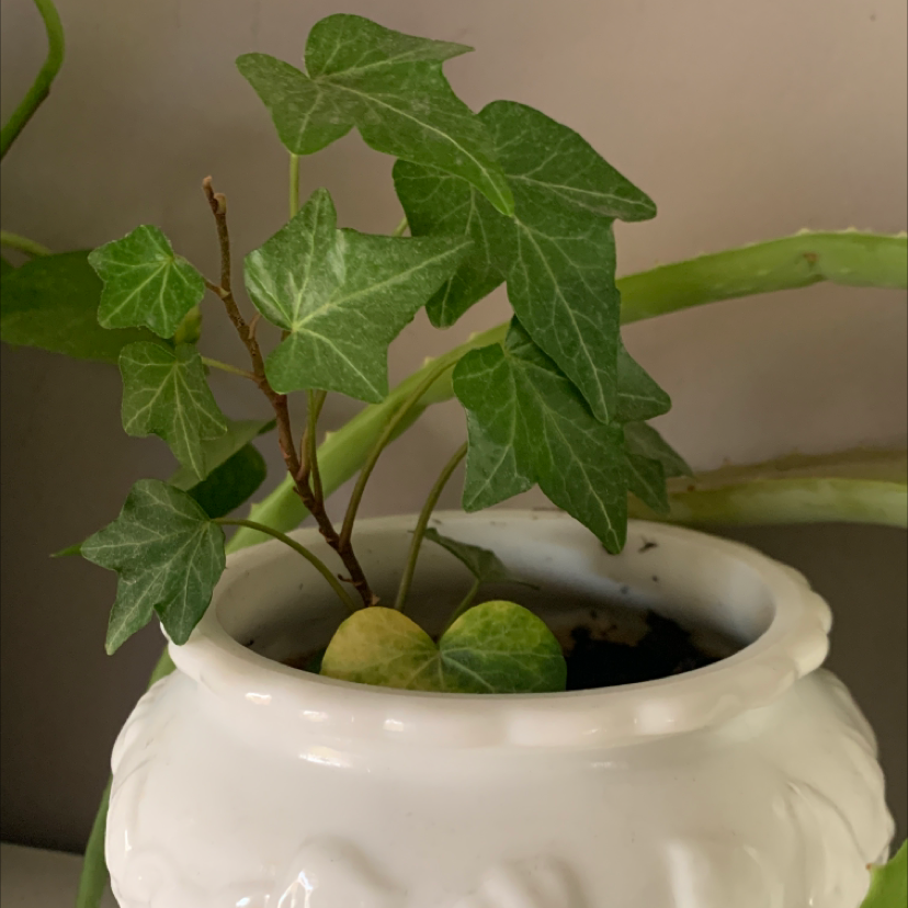 English Ivy plant photo by Spencer marr named Ben on Greg, the plant care app.