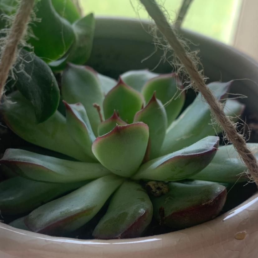 Lipstick Echeveria plant photo by Spencer marr named Peter on Greg, the plant care app.