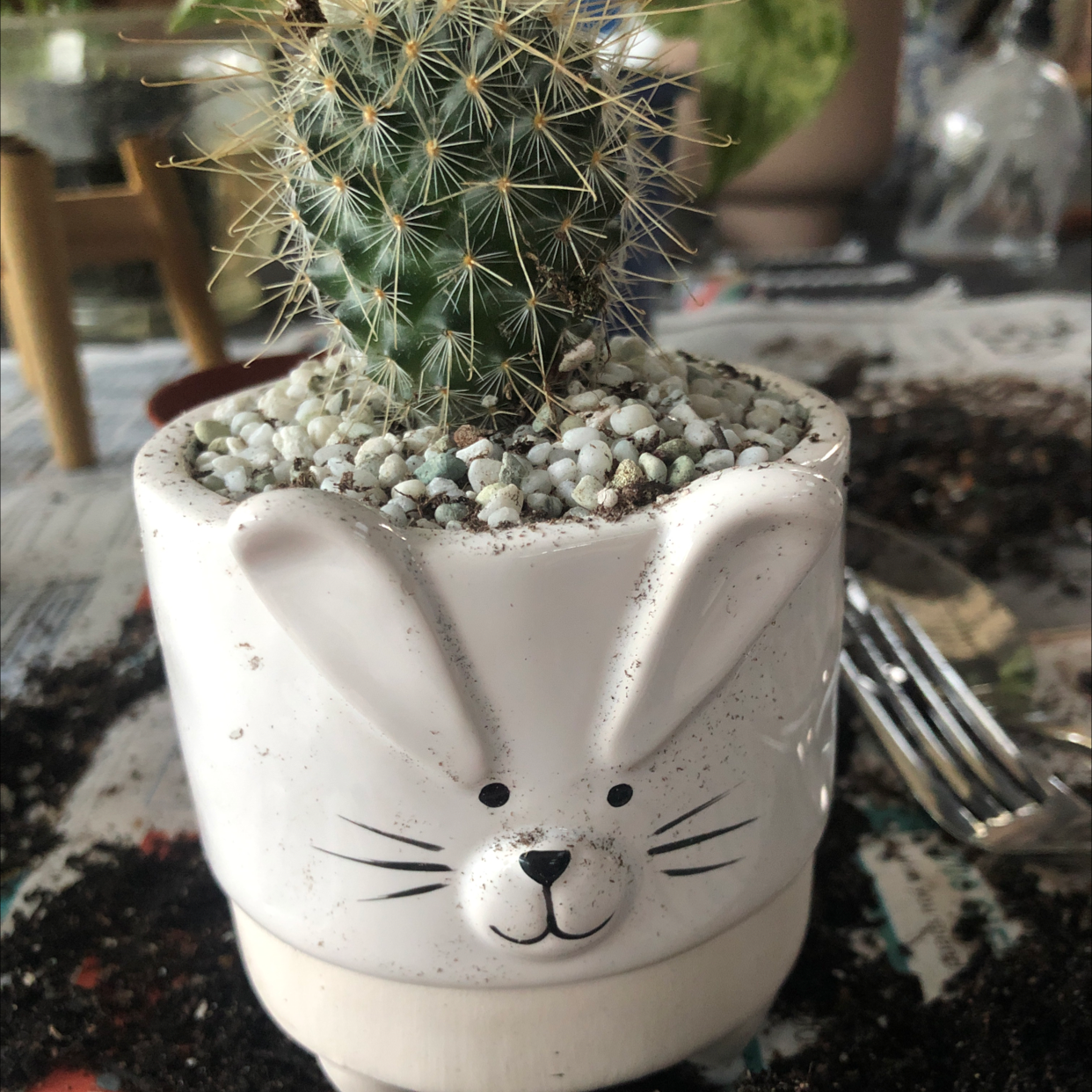 Common Fishhook Cactus in a decorative rabbit face pot with visible soil spillage.