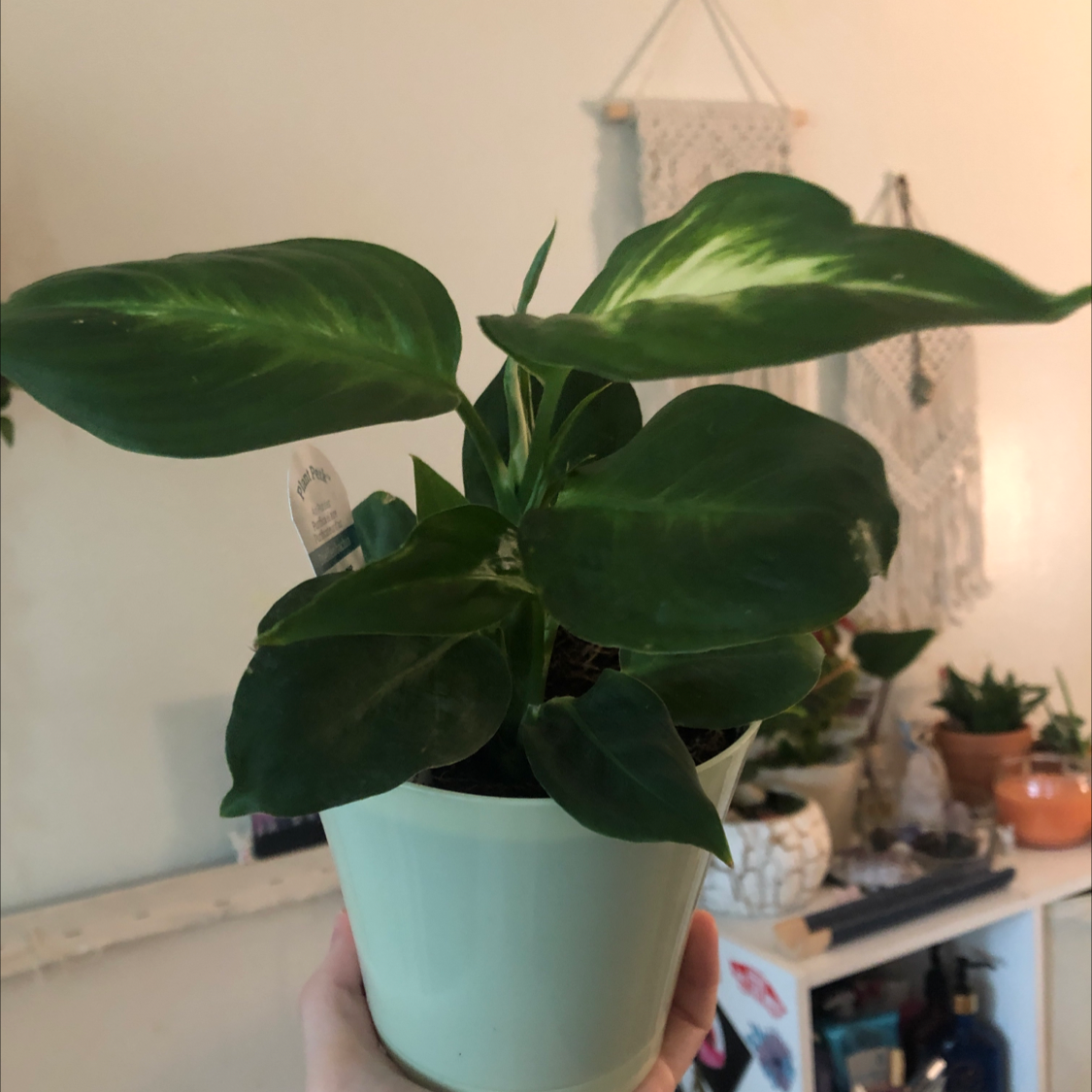 Dieffenbachia 'Camille' plant in a white pot, held by a hand, with healthy green and white variegated leaves.