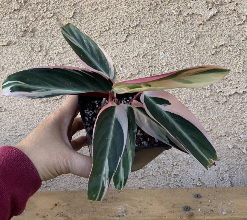 Triostar Stromanthe plant with variegated leaves held by a hand against a textured wall.