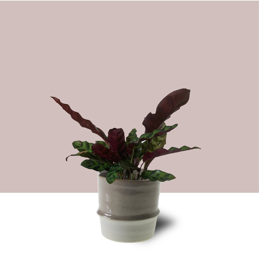Rattlesnake Plant (Calathea lancifolia) in a pot with vibrant green and purple leaves.