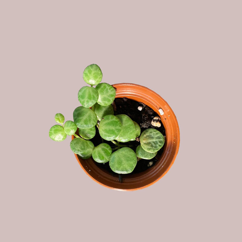String of Turtles plant in a terracotta pot with healthy green leaves.