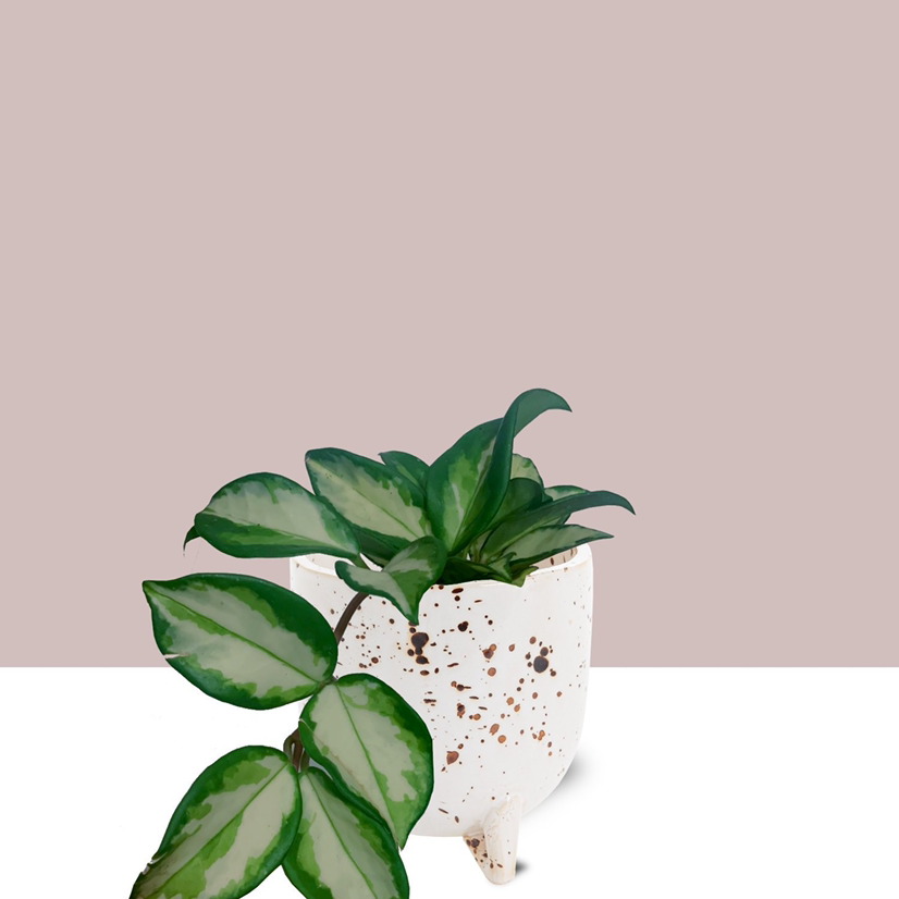 Potted Exotic Hoya plant with variegated leaves against a plain background.