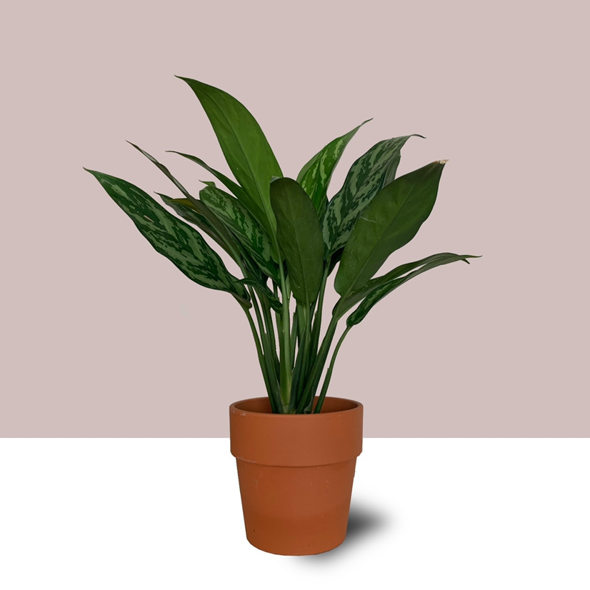 Healthy Aglaonema 'Tigress' plant in a terracotta pot with green leaves.
