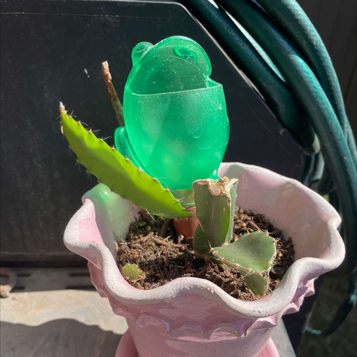 Photo of the plant species Hooked Cactus by @plant1010 named faye on Greg, the plant care app